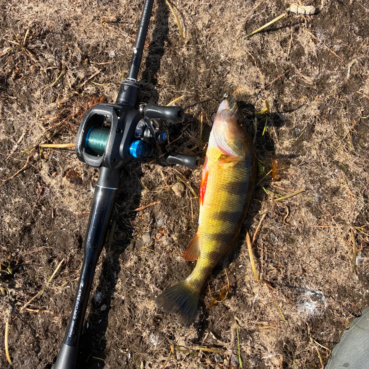 Yellow perch caught on Fishbrain
