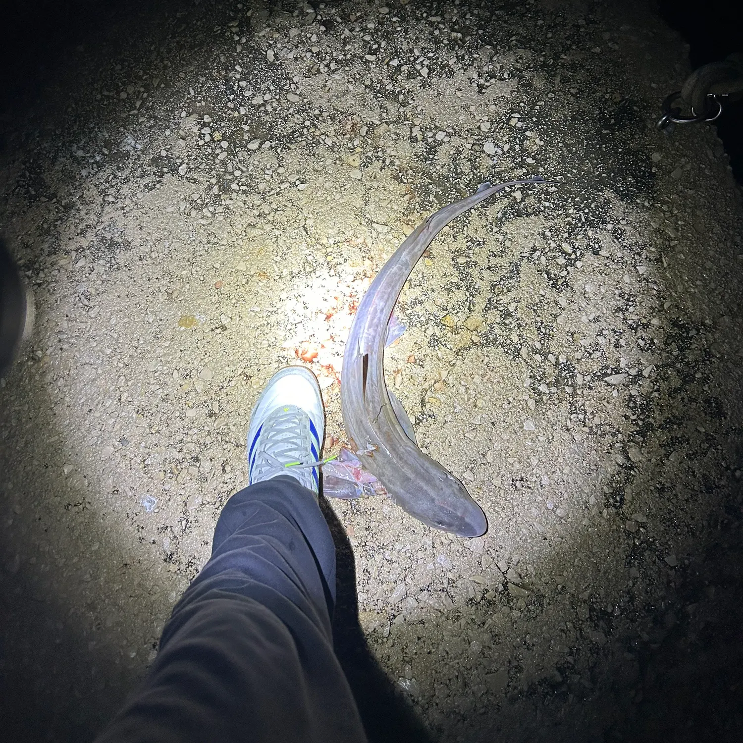 The most recent Tope shark catches on Fishbrain