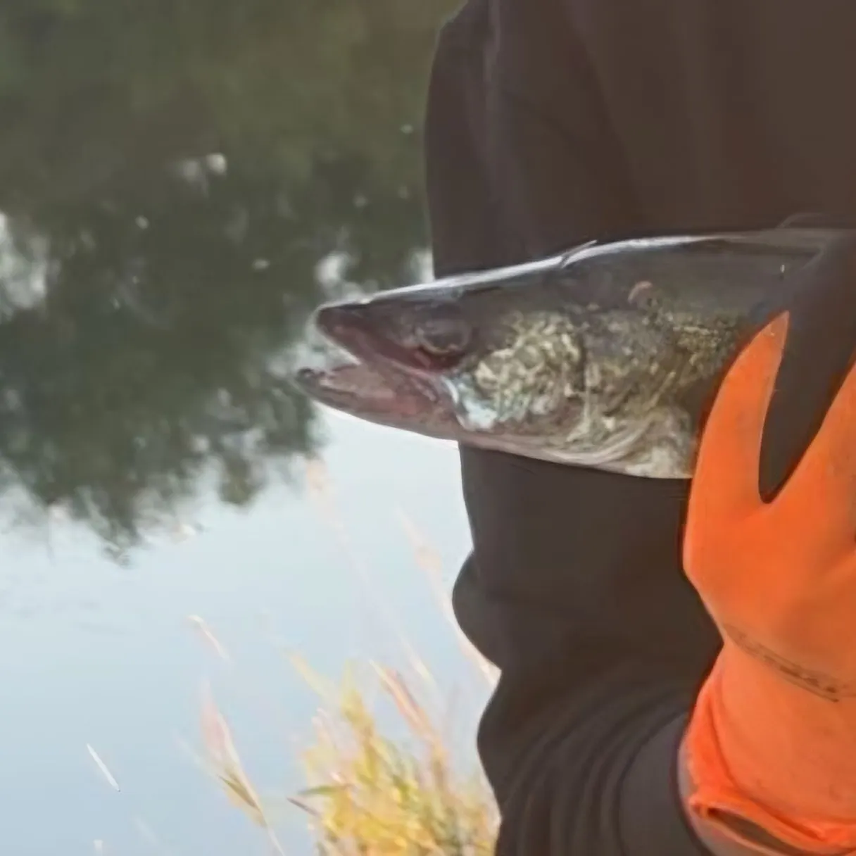The most recent Golden eye jobfish catches on Fishbrain