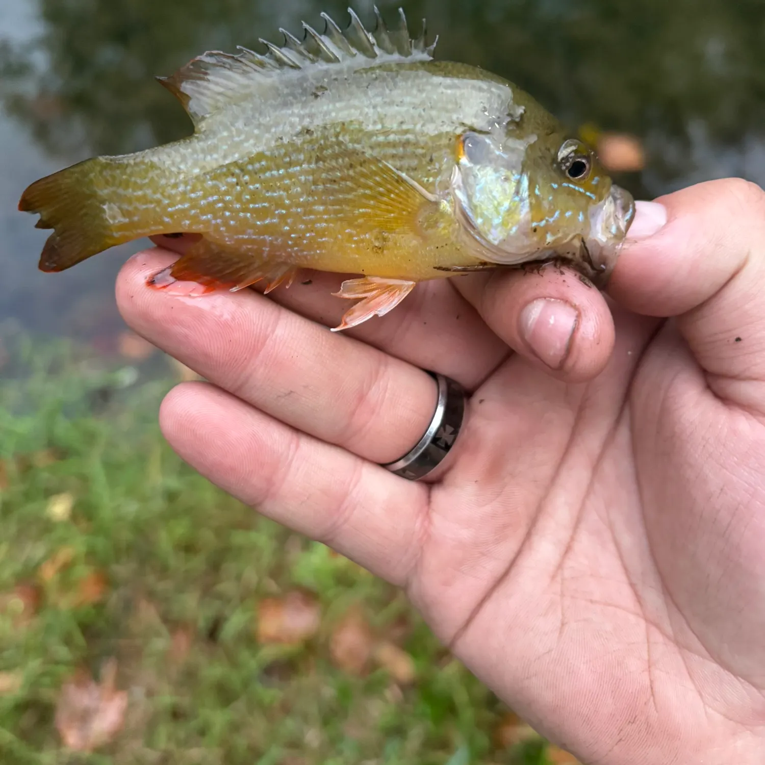 Green sunfish caught on Fishbrain