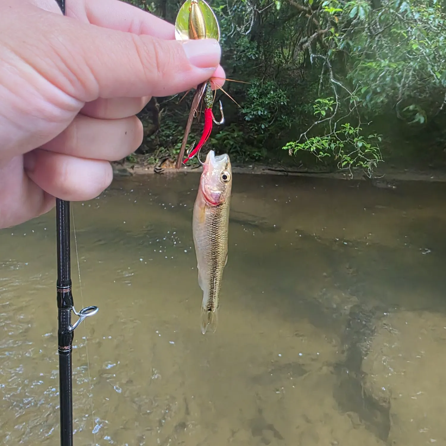 The most recent Creek chub catches on Fishbrain