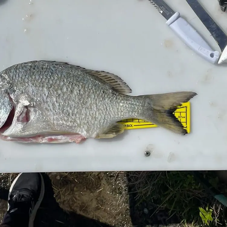 Surf bream caught on Fishbrain