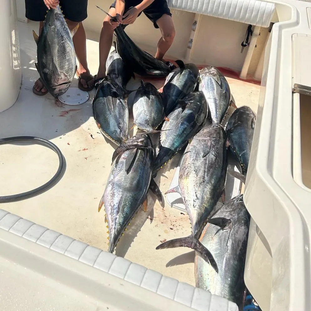 The most recent Atlantic bluefin tuna catches on Fishbrain