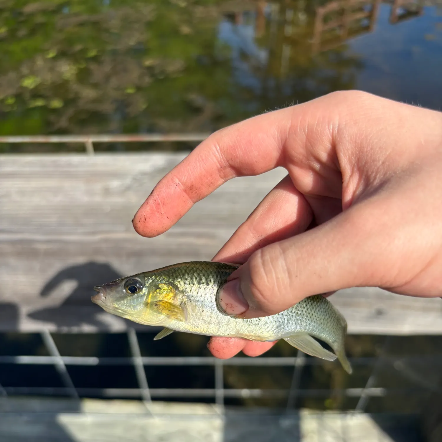 Seminole killifish caught on Fishbrain
