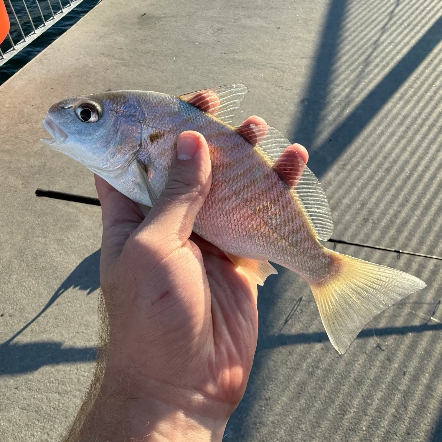 The most recent Spot croaker catches on Fishbrain