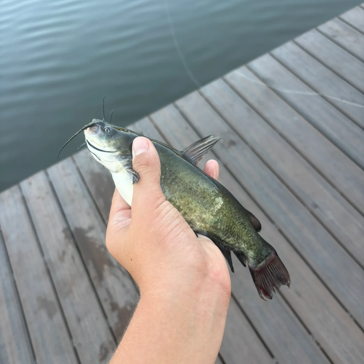 Yellow bullhead caught on Fishbrain
