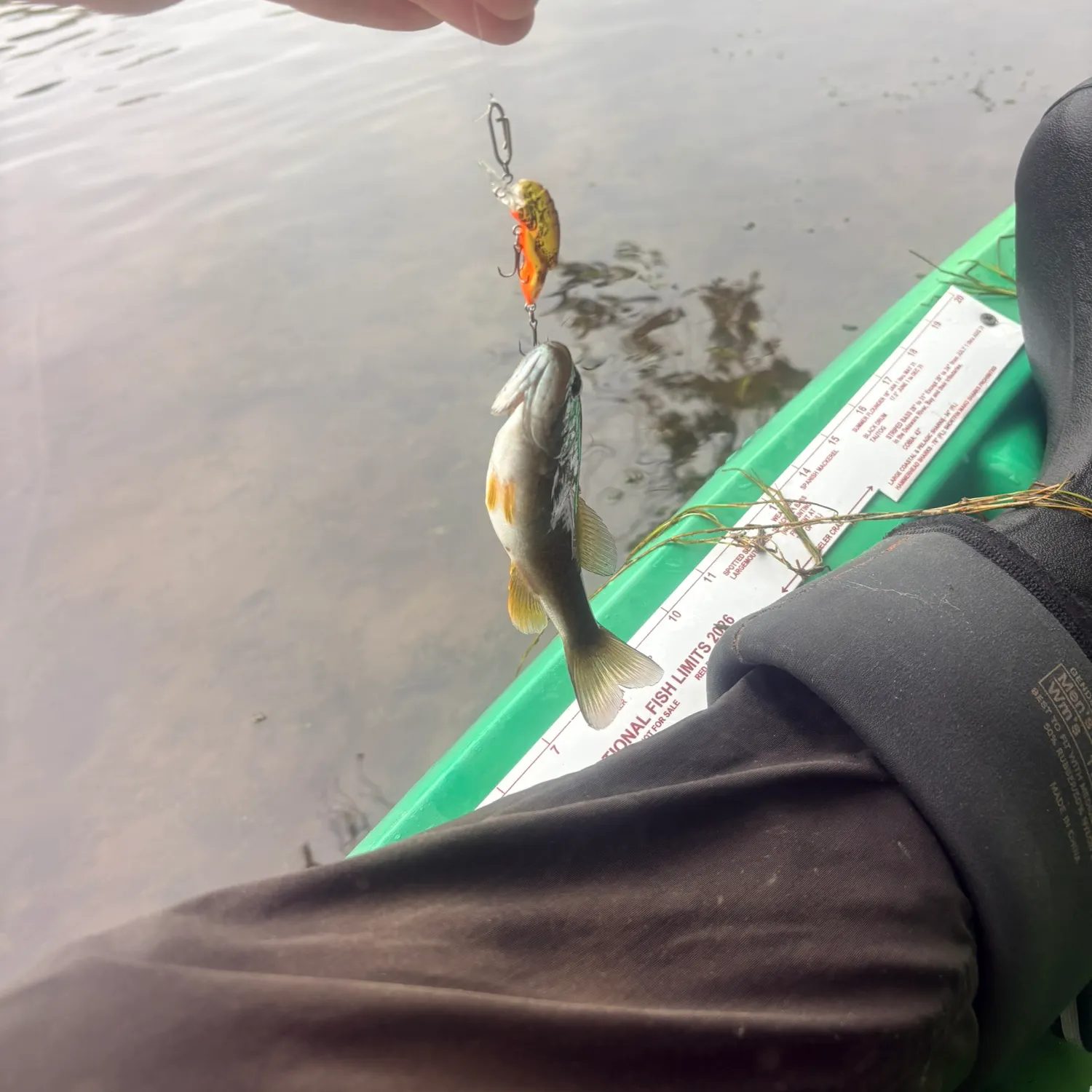 Smallmouth bass caught on Fishbrain