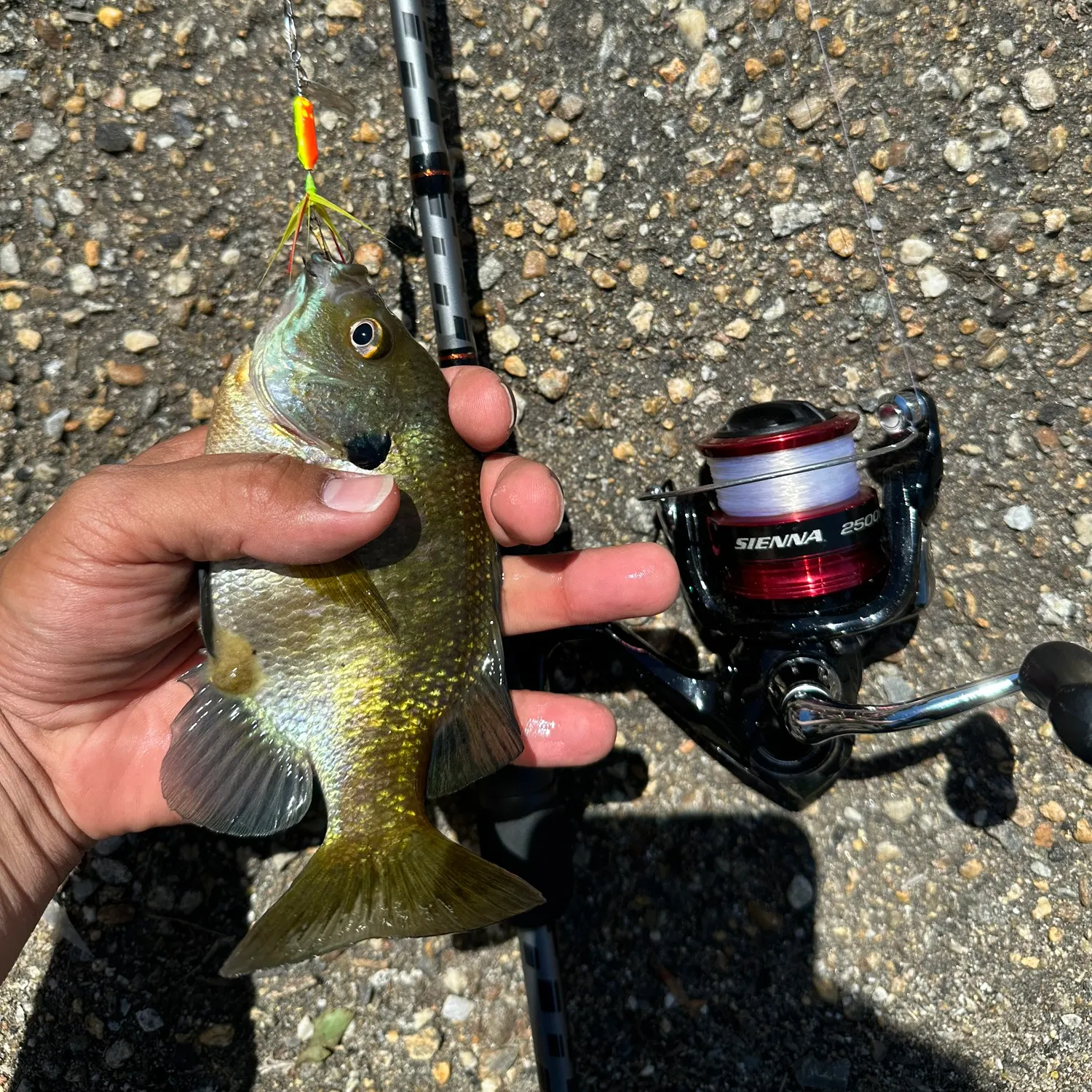 recently logged catches