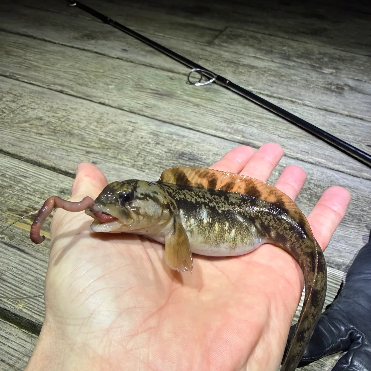 The most recent European eelpout catches on Fishbrain