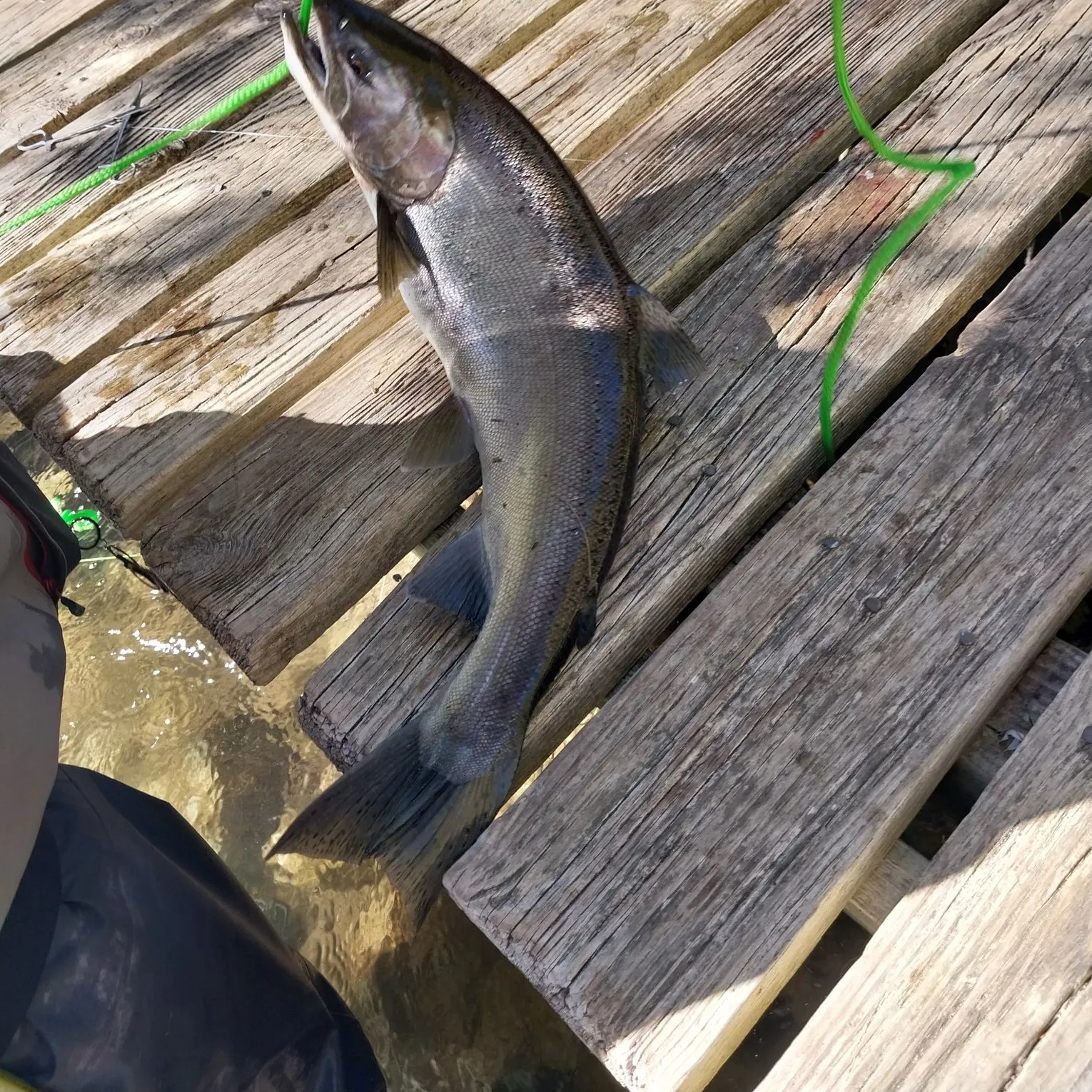 Coho salmon caught on Fishbrain