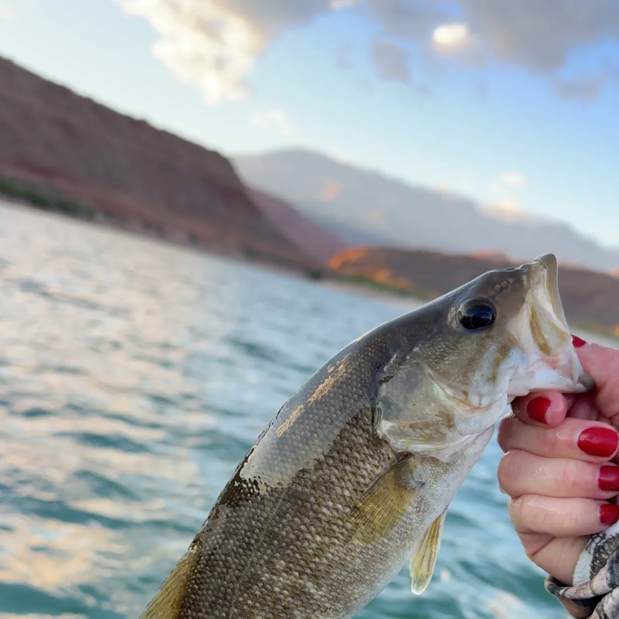 Smallmouth bass caught on Fishbrain