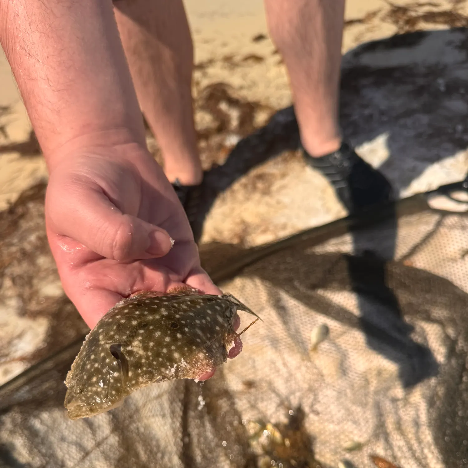 The most recent Gulf flounder catches on Fishbrain