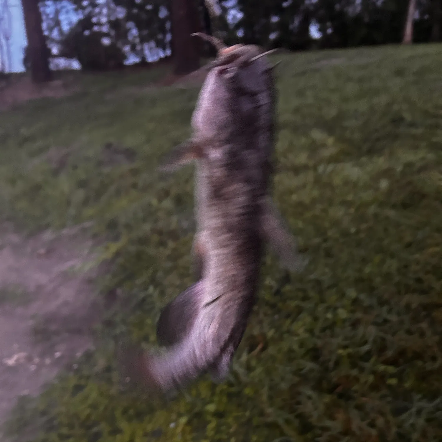 The most recent Spotted bullhead catches on Fishbrain