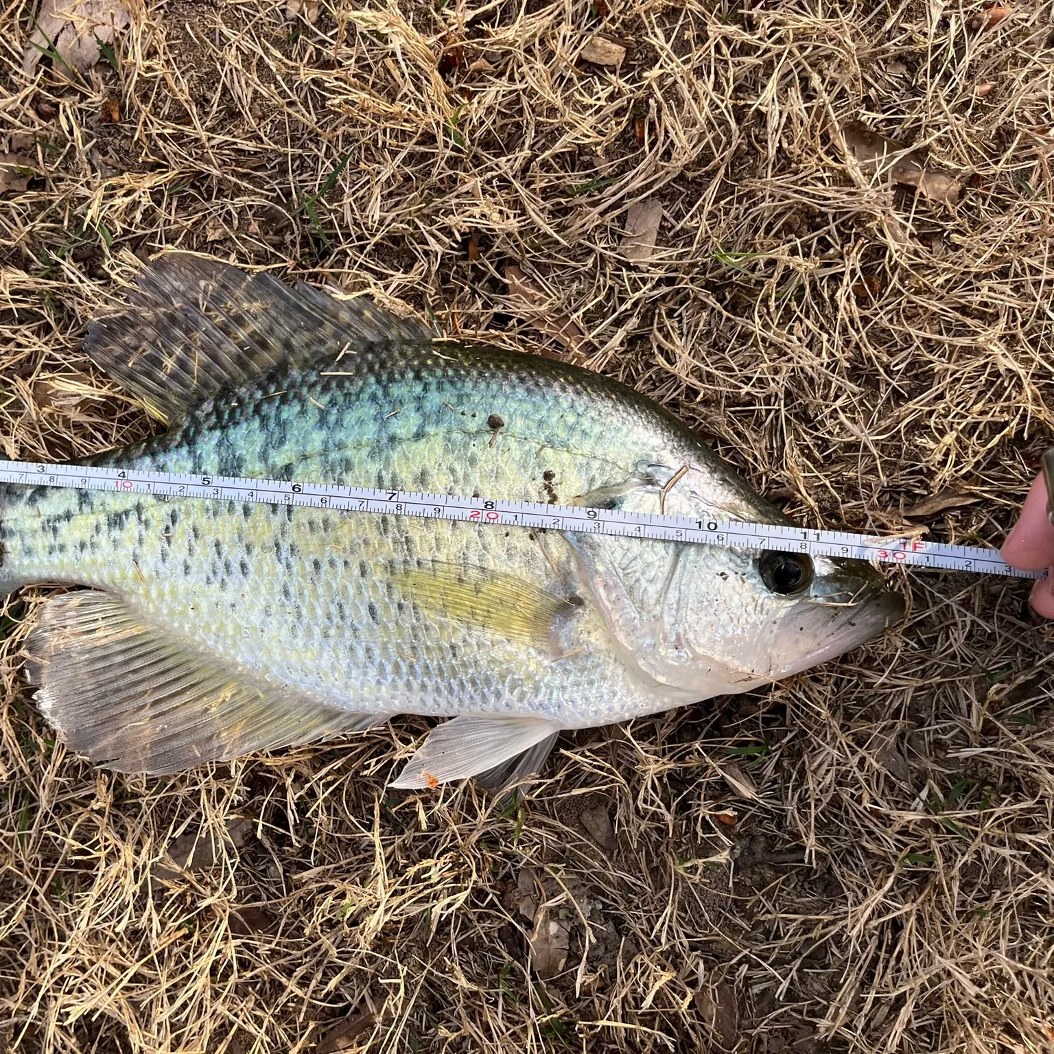 The most recent White crappie catches on Fishbrain