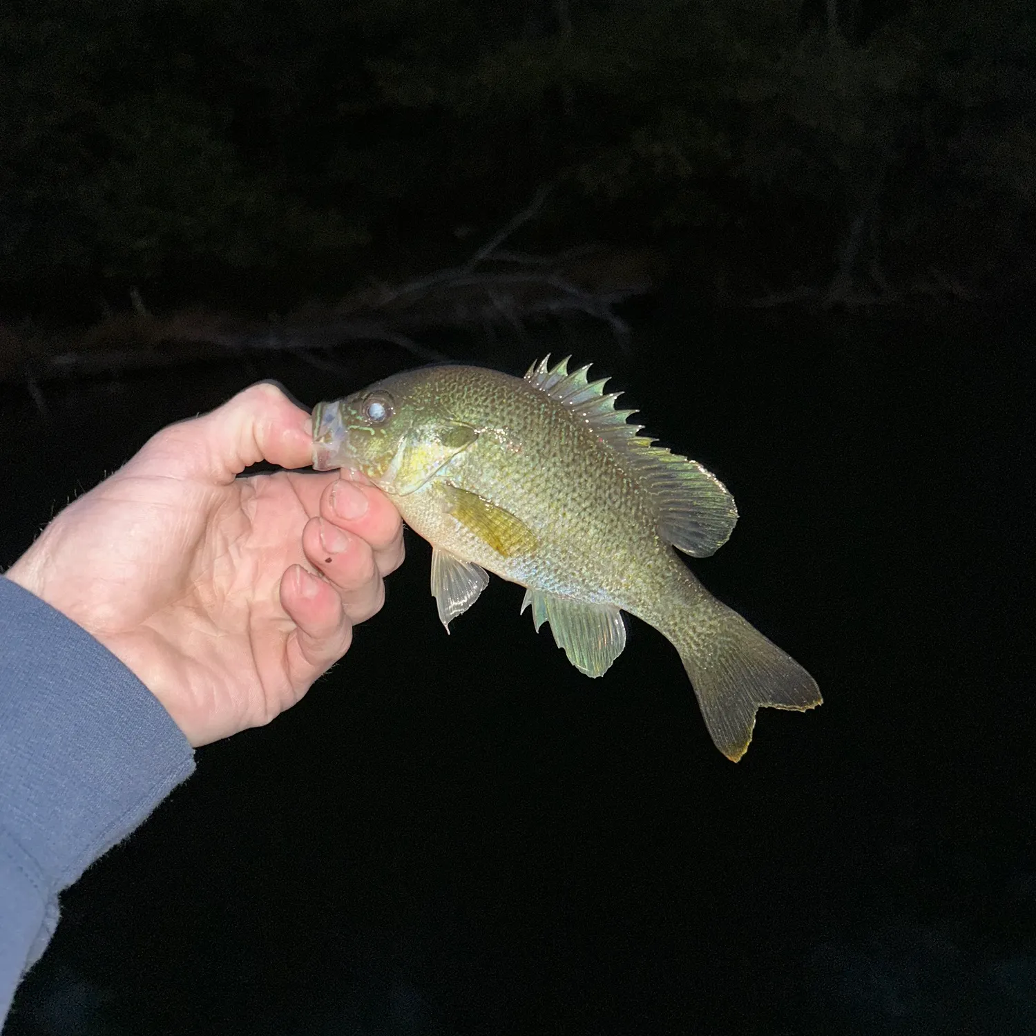 Bluegill caught on Fishbrain
