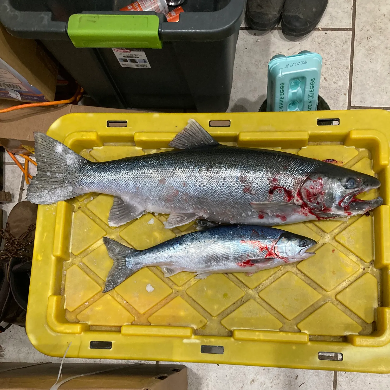 recently logged catches