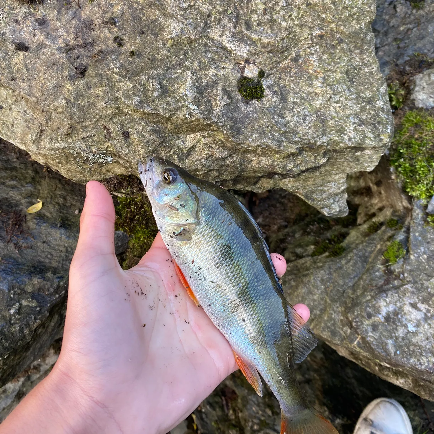 European perch caught on Fishbrain