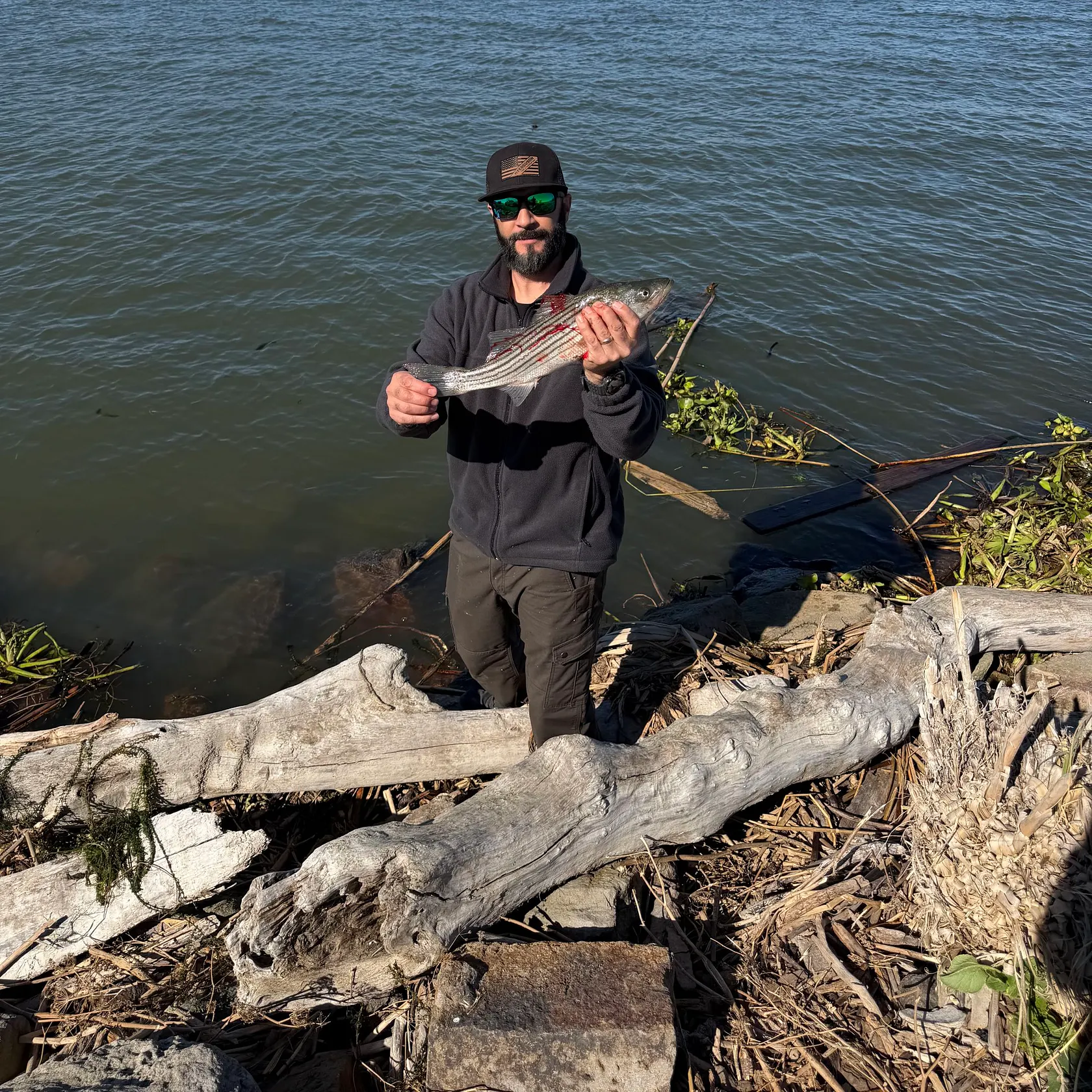 Striped bass caught on Fishbrain