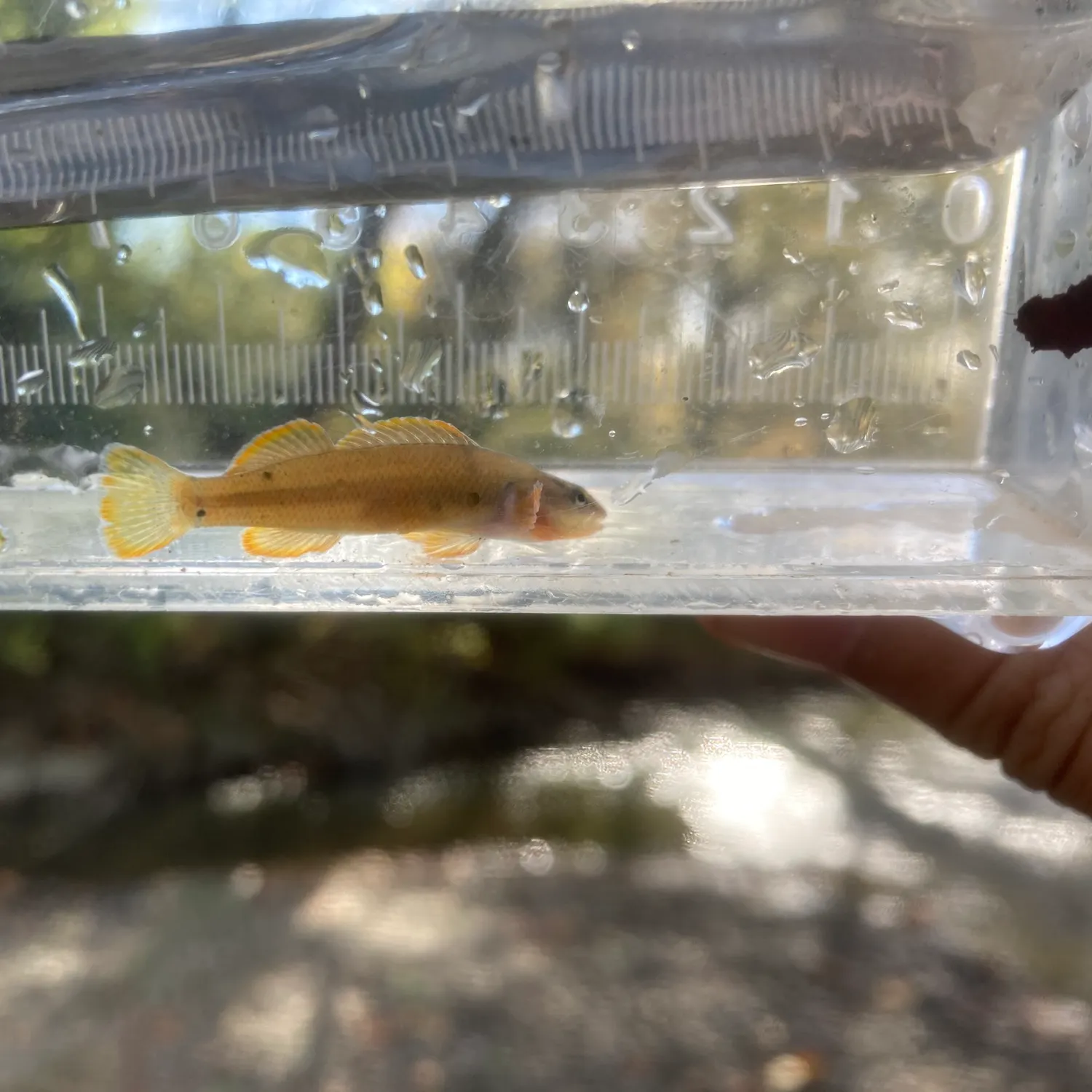 The most recent Tippecanoe darter catches on Fishbrain