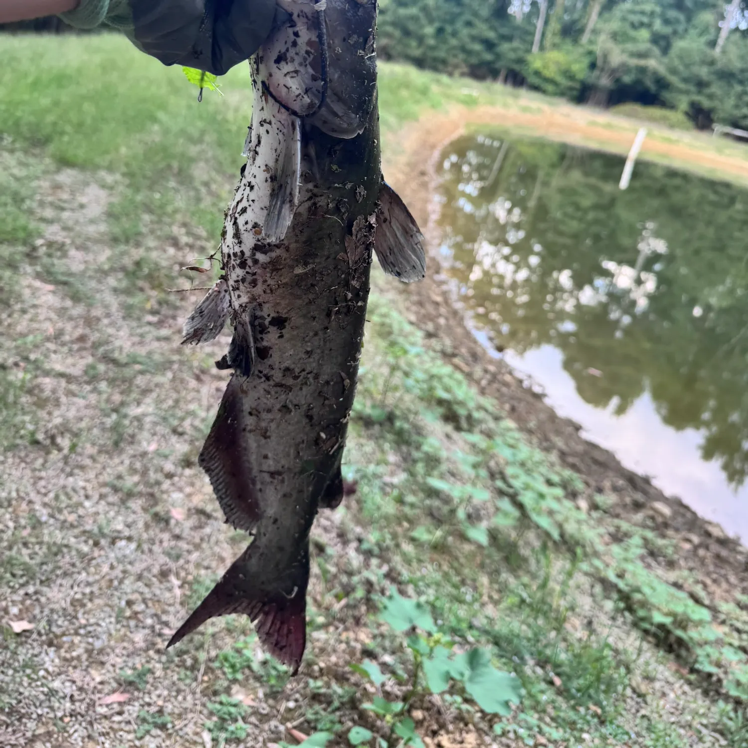 Channel catfish caught on Fishbrain