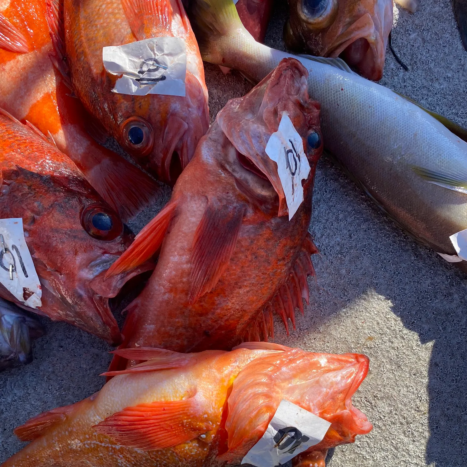 recently logged catches