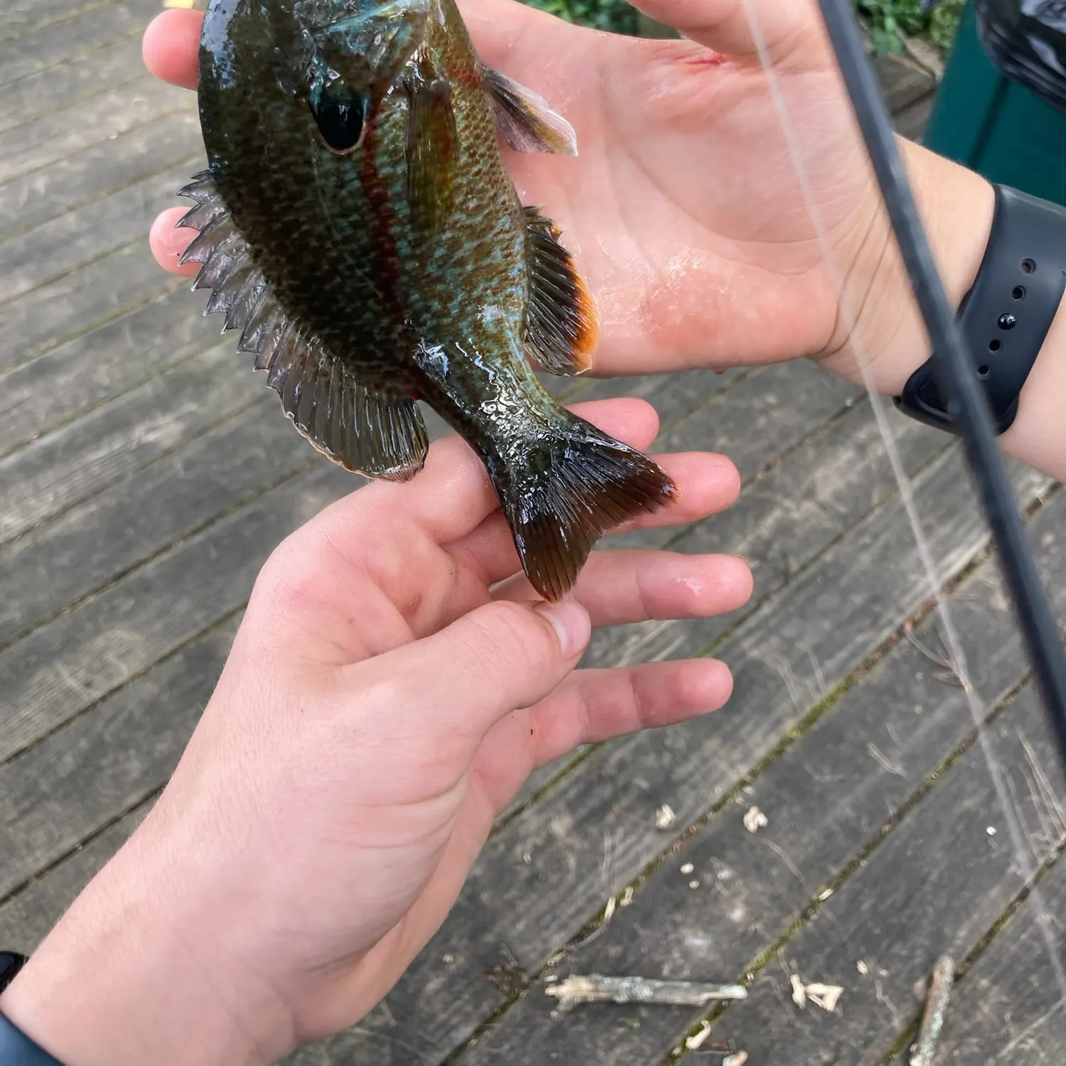 recently logged catches