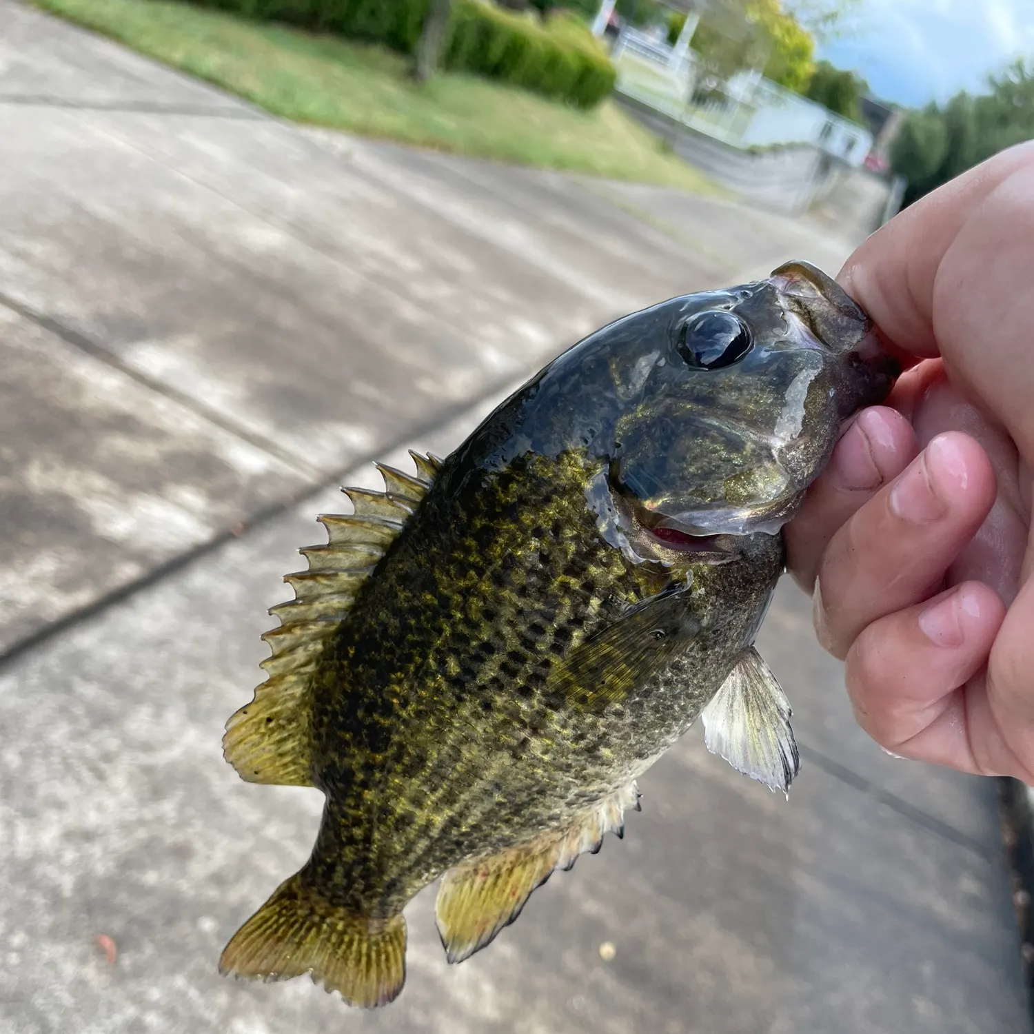 catch