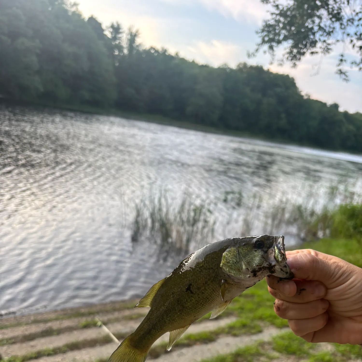 Largemouth bass caught on Fishbrain