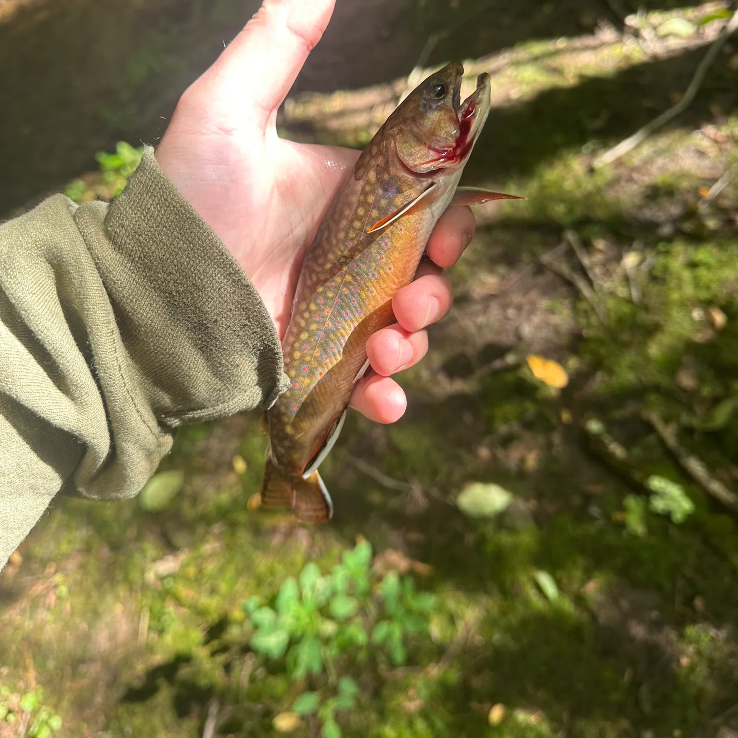 Brook trout caught on Fishbrain