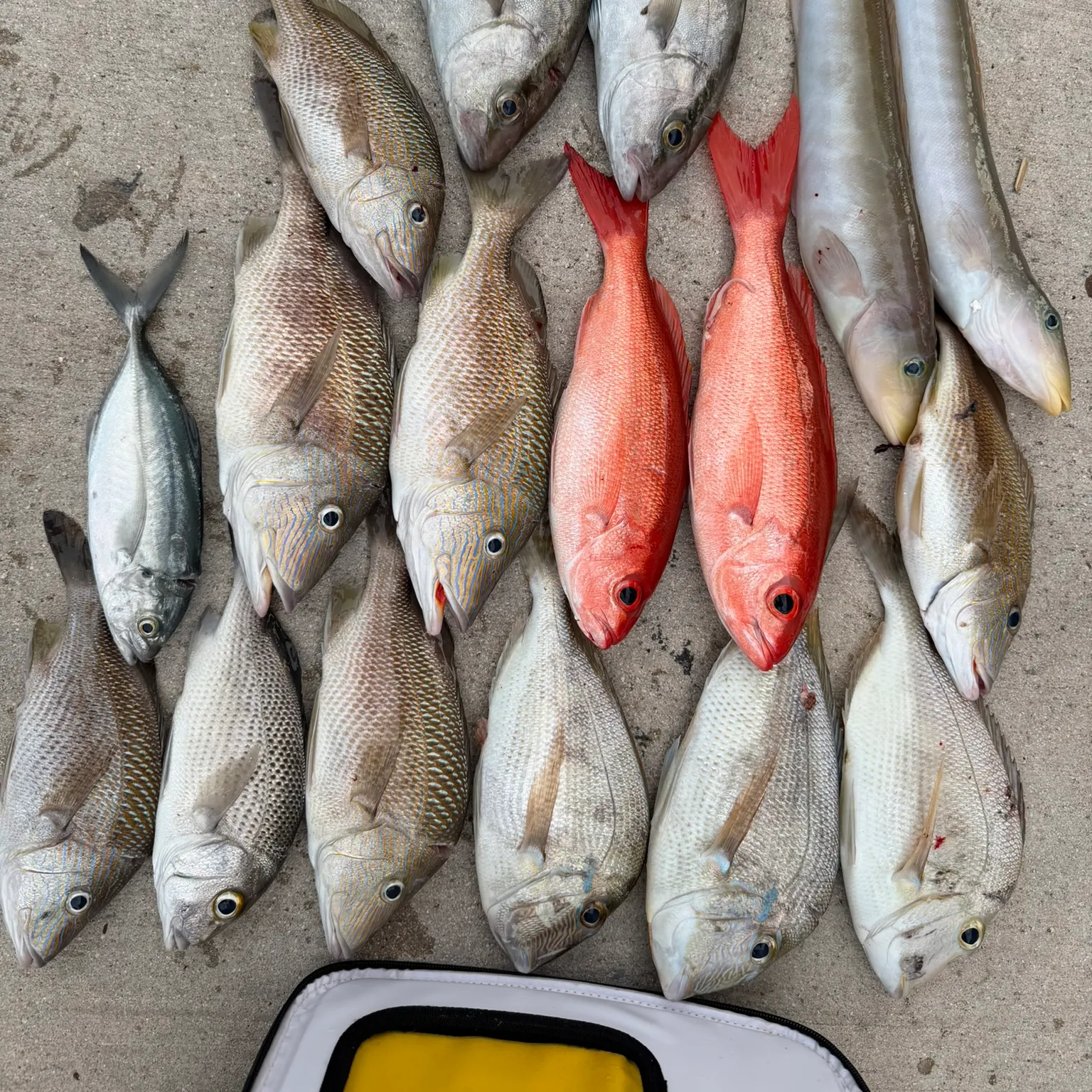 The most recent Jolthead porgy catches on Fishbrain