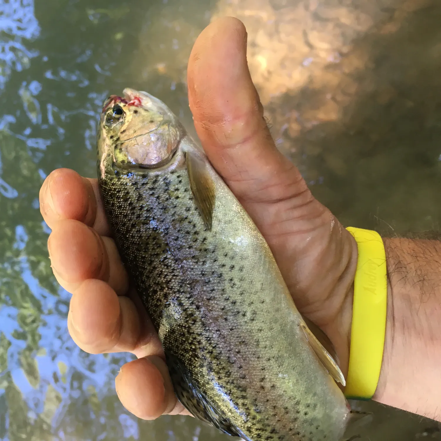 Rainbow trout caught on Fishbrain