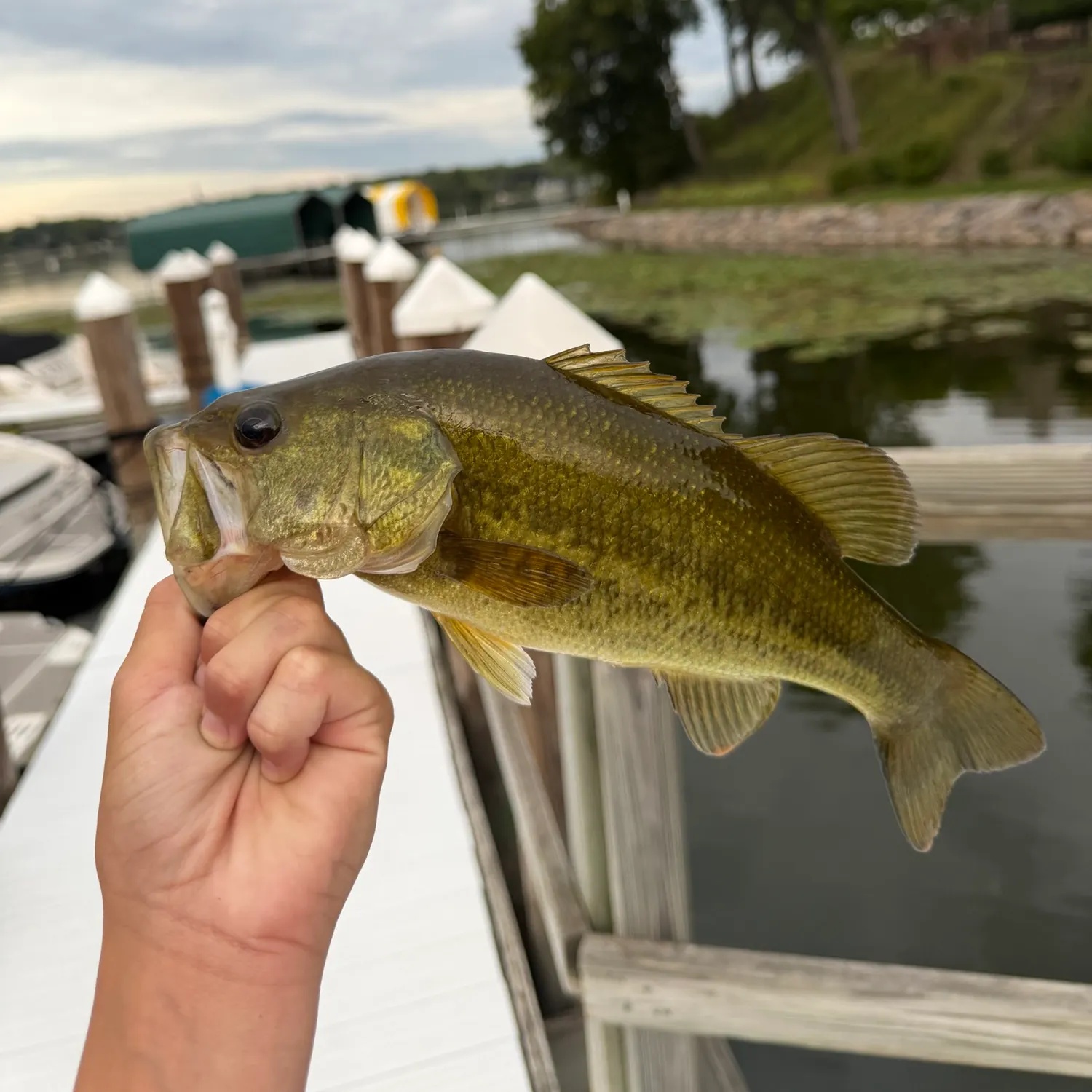 Largemouth bass caught on Fishbrain