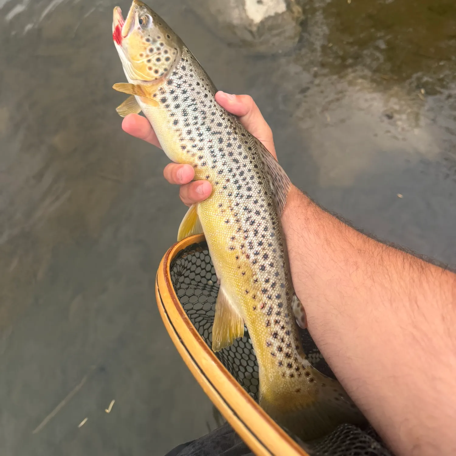 Brown trout caught on Fishbrain