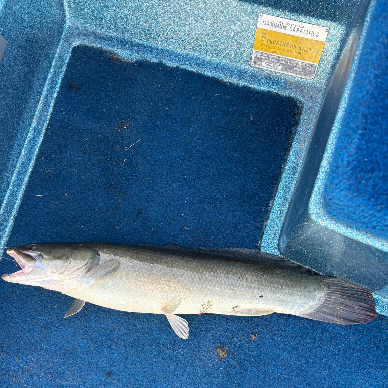 Ruddy bowfin caught on Fishbrain