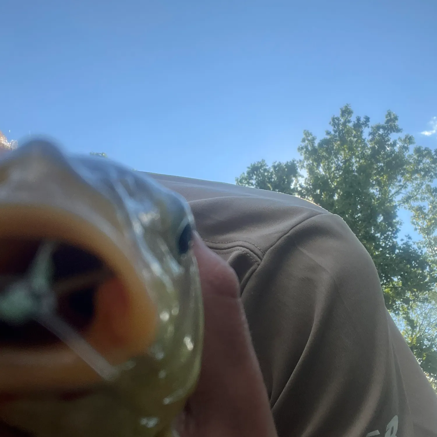 Common carp caught on Fishbrain