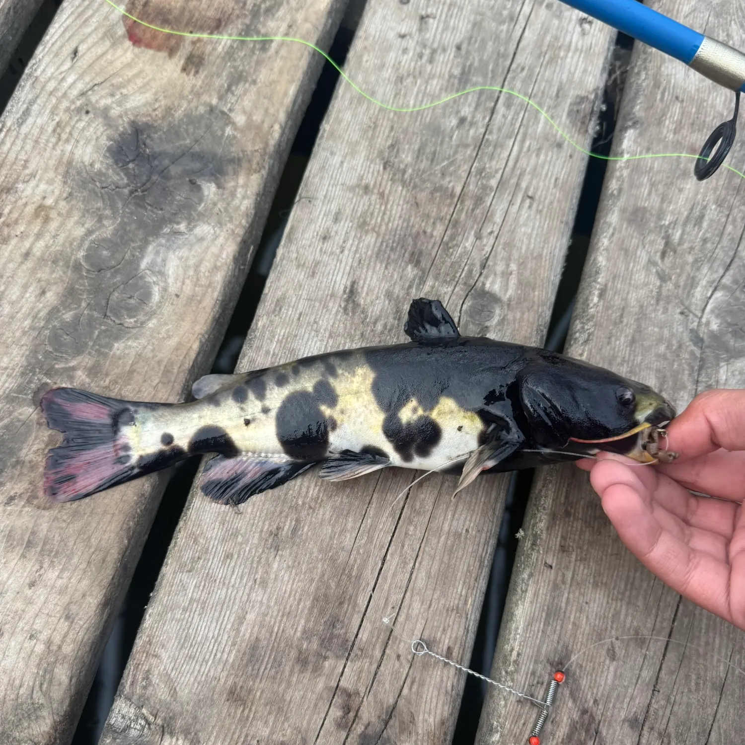 catch