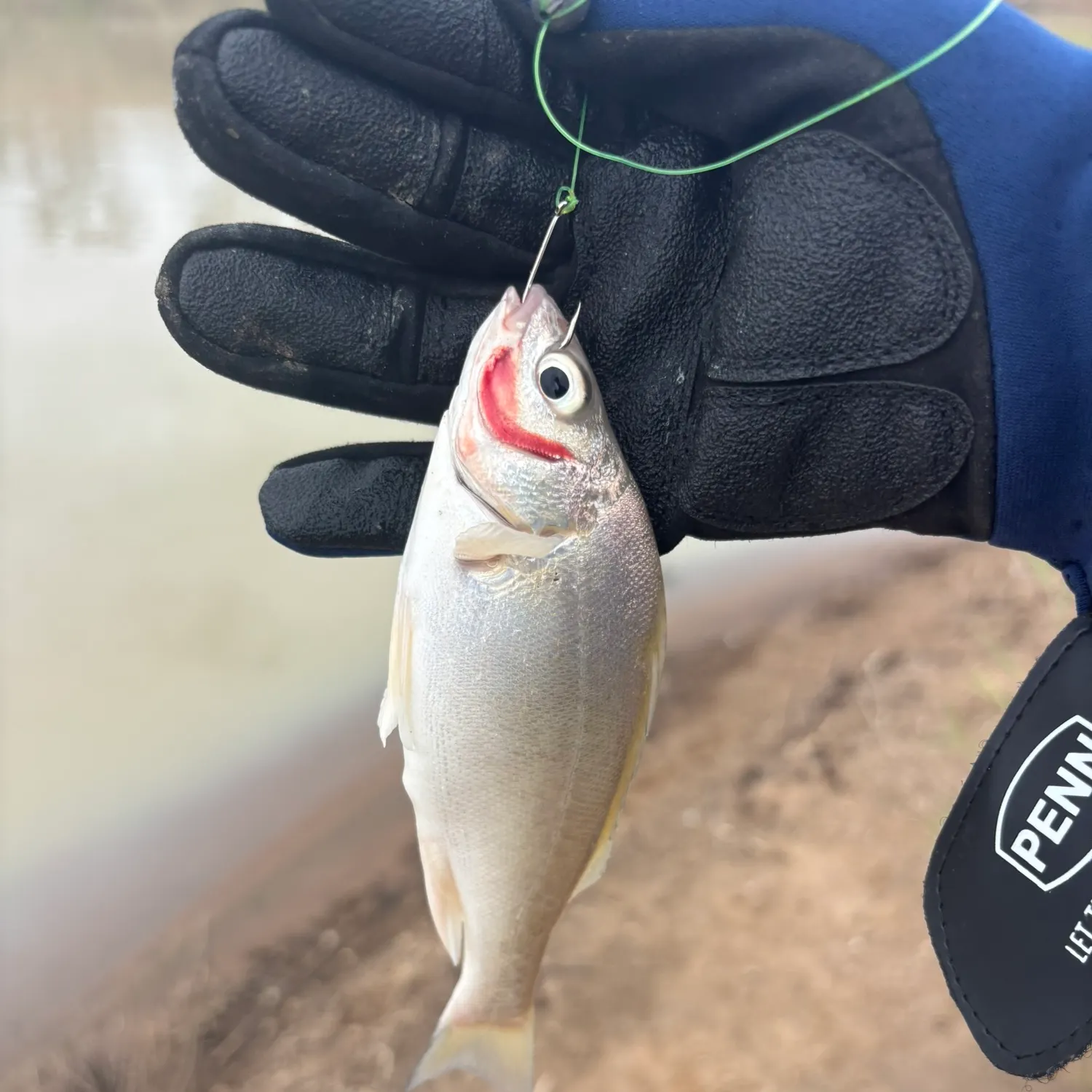 The most recent Bidyan perch catches on Fishbrain