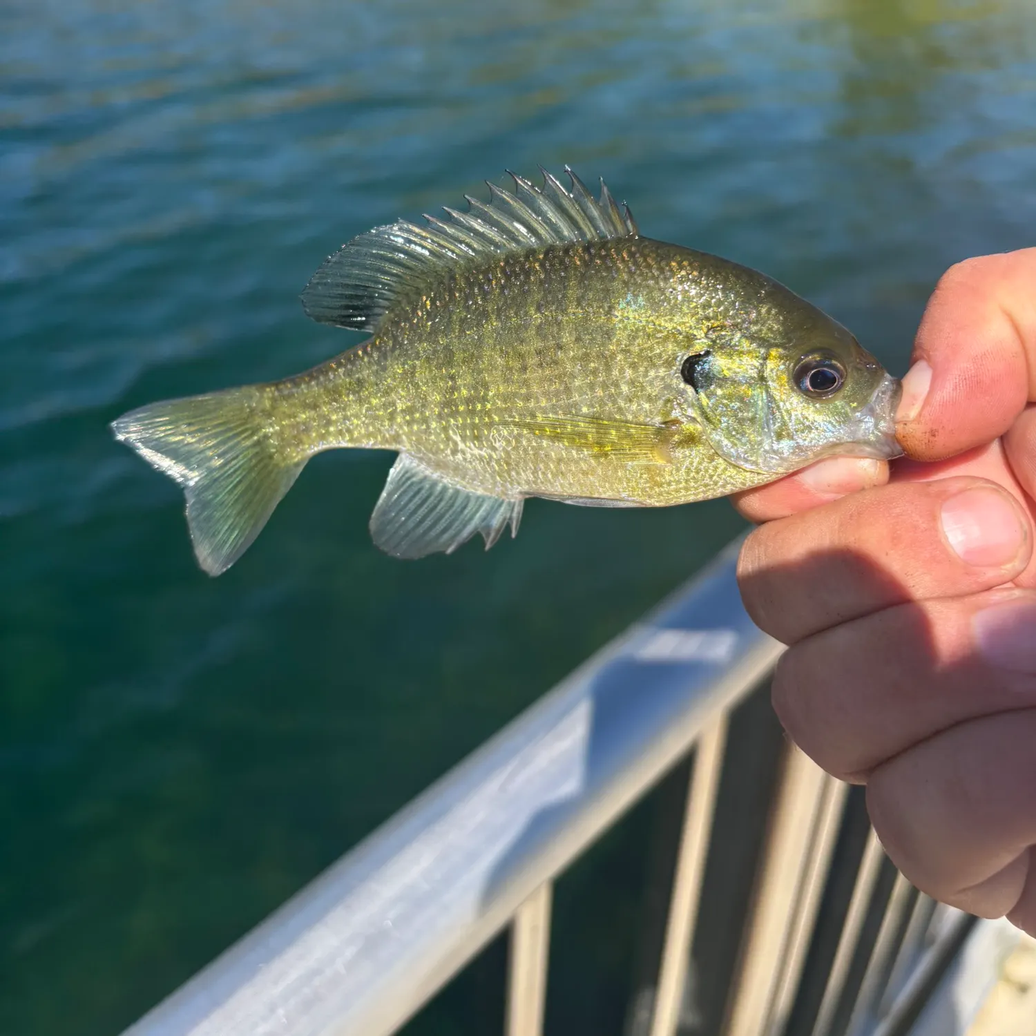 Bluegill caught on Fishbrain