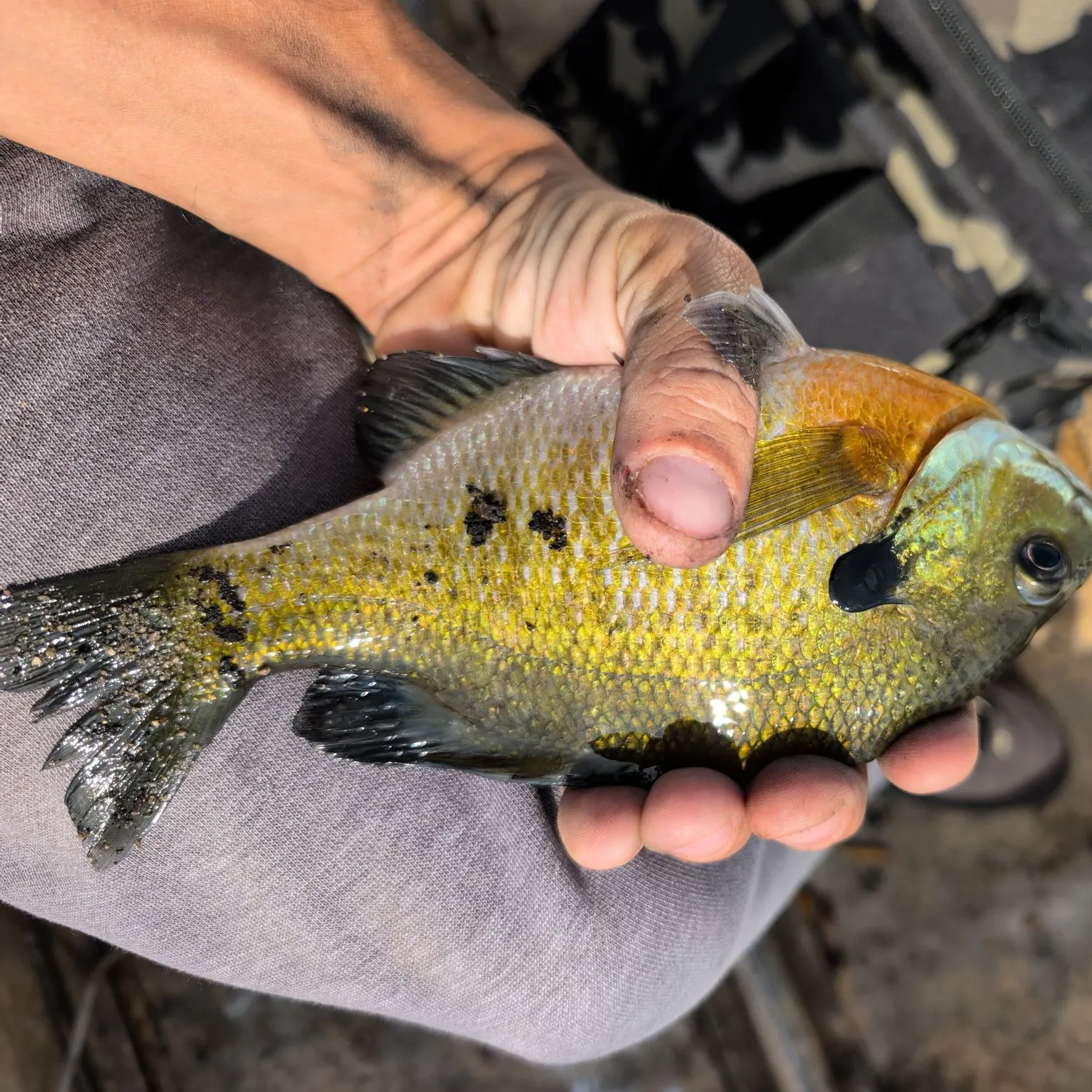 Bluegill caught on Fishbrain