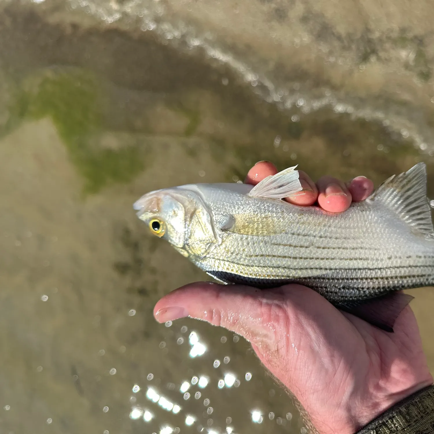 Wiper caught on Fishbrain