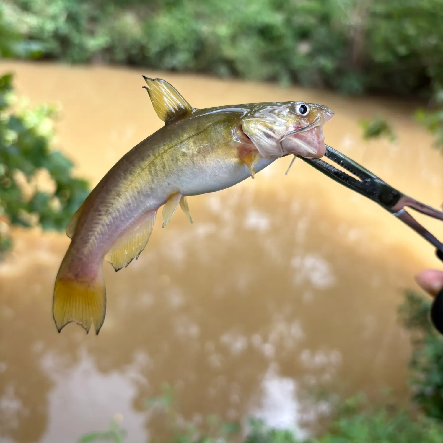 The most recent Flat bullhead catches on Fishbrain
