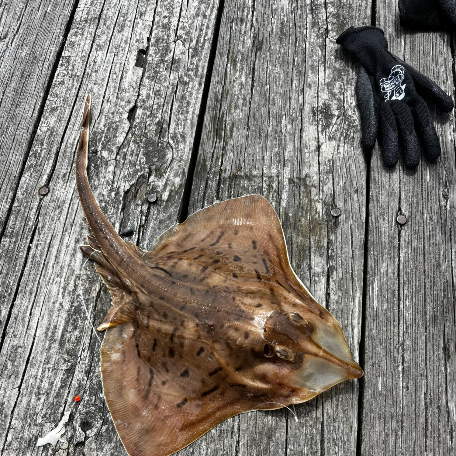 most liked catch image