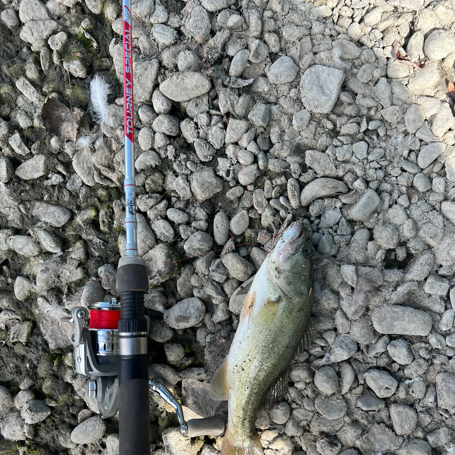 Largemouth bass caught on Fishbrain