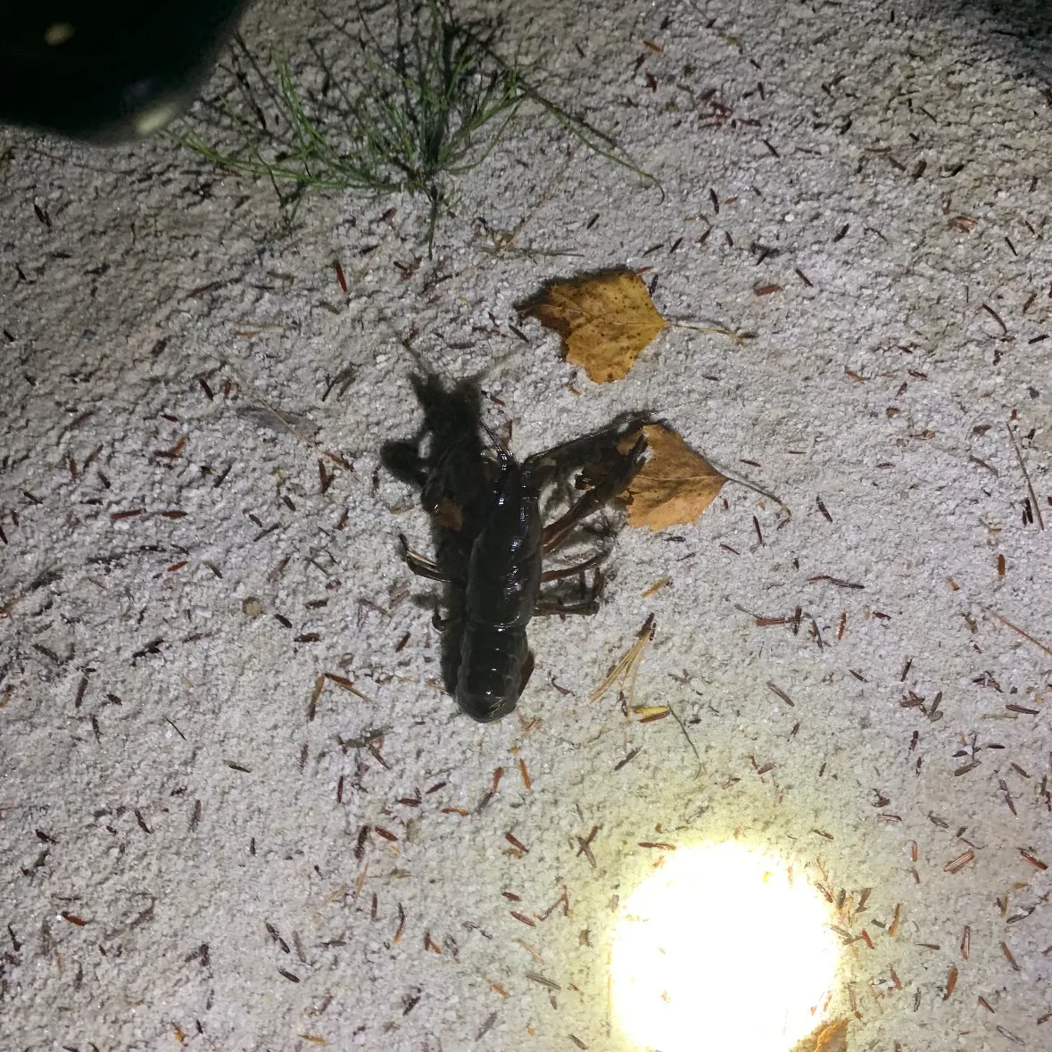 The most recent Appalachian brook crayfish catches on Fishbrain
