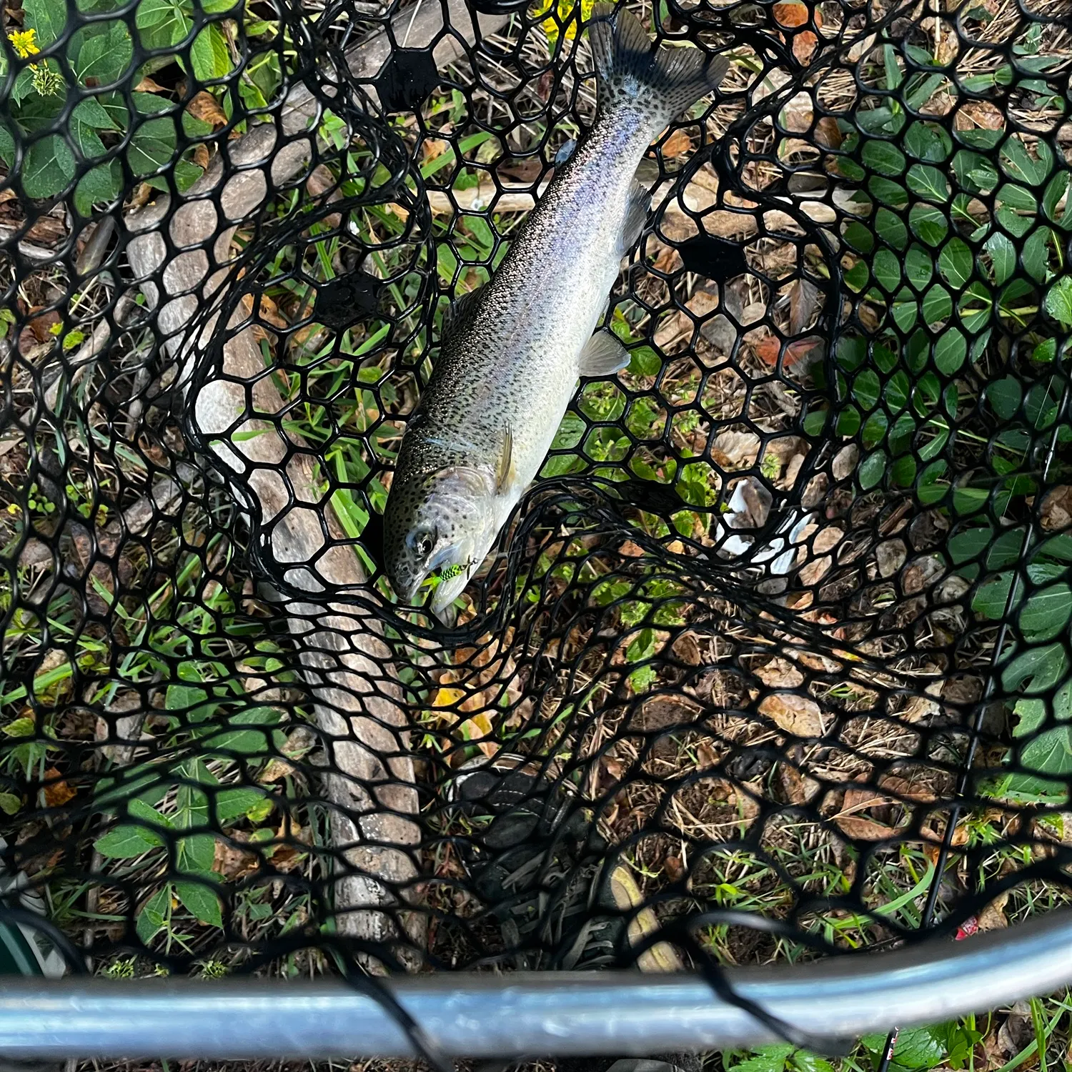 Rainbow trout caught on Fishbrain