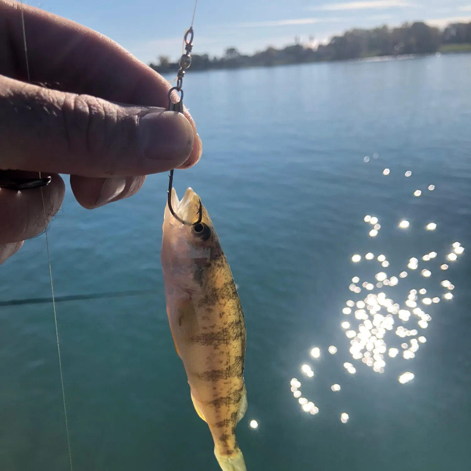 Yellow perch caught on Fishbrain