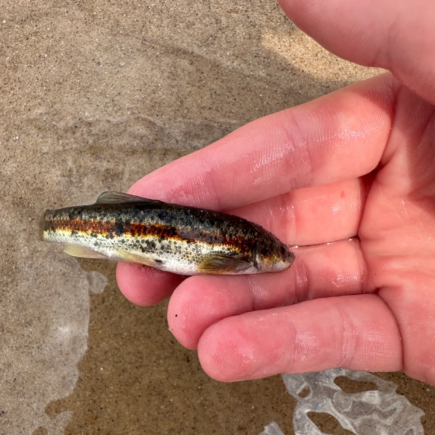 The most recent Northern hogsucker catches on Fishbrain