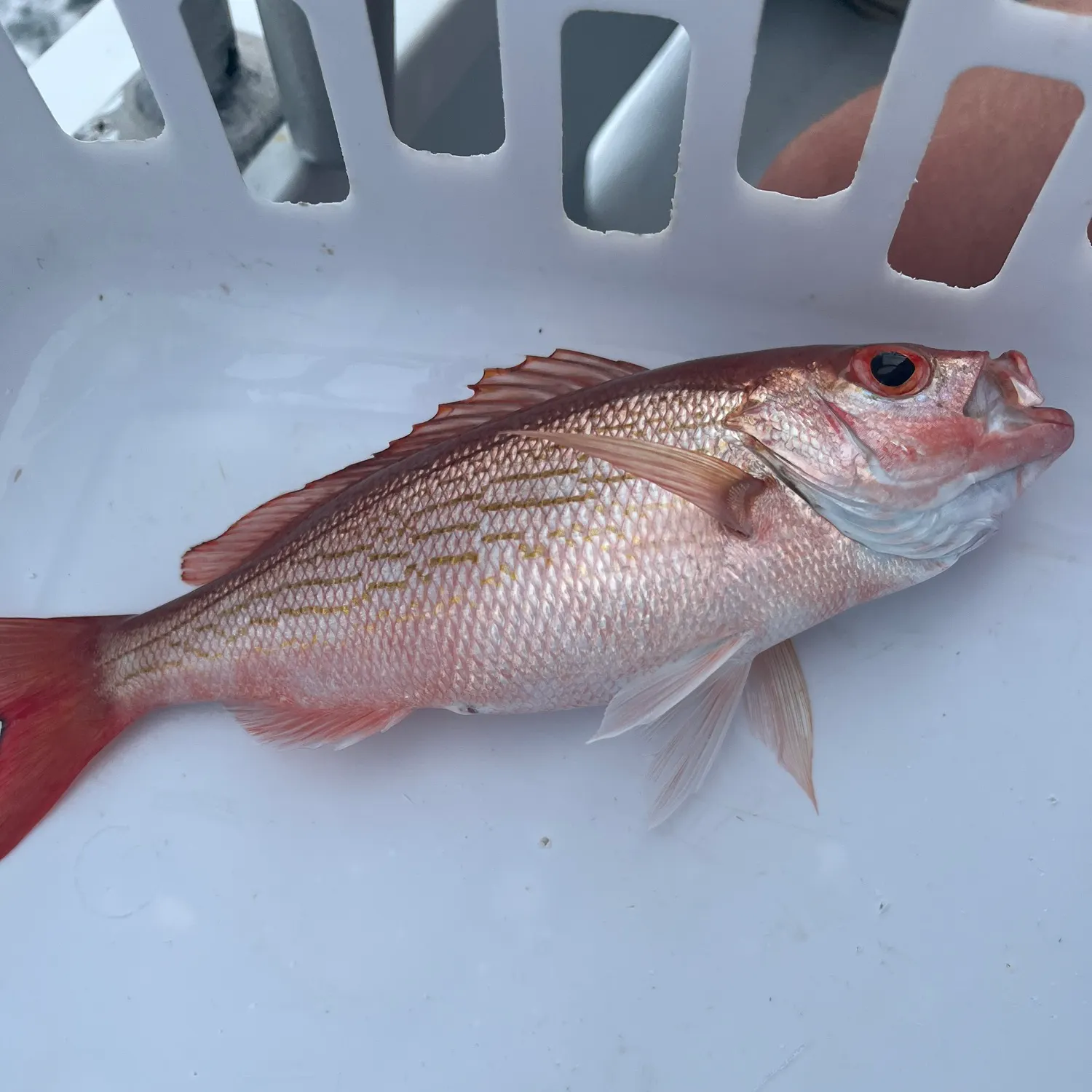 The most recent Vermilion snapper catches on Fishbrain