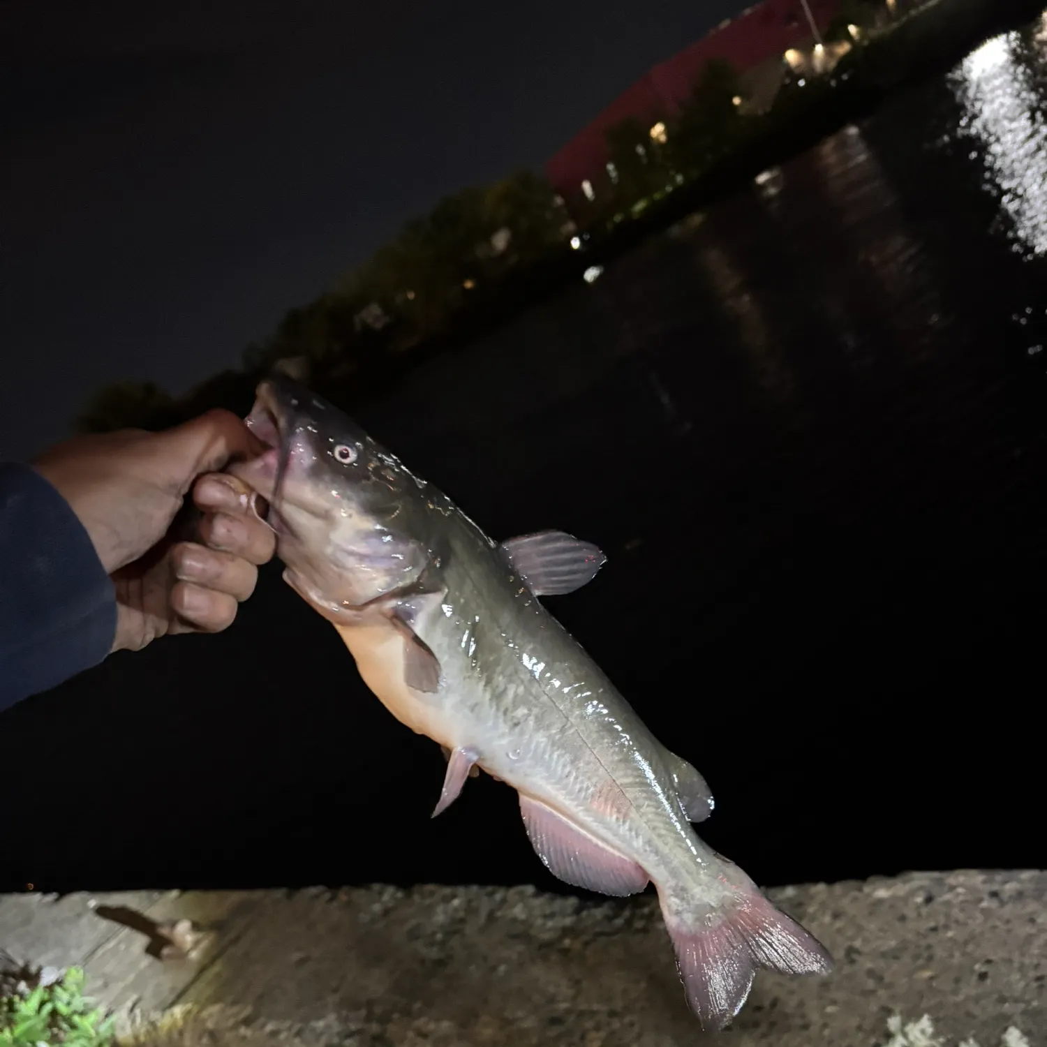 The most recent White bullhead catches on Fishbrain