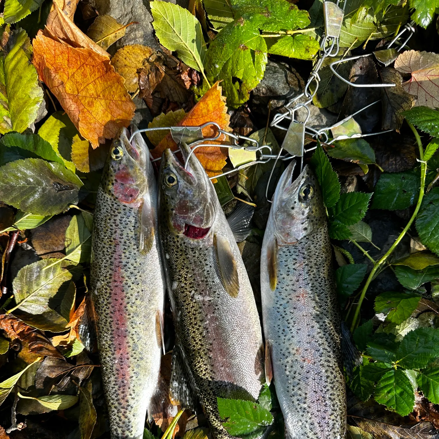 recently logged catches